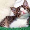 Laszlo Halasz - @hlaszlo115 - Twitter