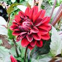 High Ash Country  - @diane775_high - Twitter