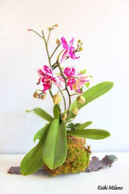 KeikiMilano's profile picture. Realizzazione di piante pensili