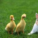 Pat Calvin Sak - @CalvinSak - Twitter