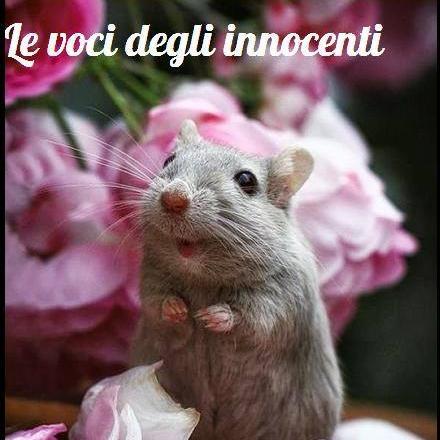 LeVociInnocenti's profile picture. 