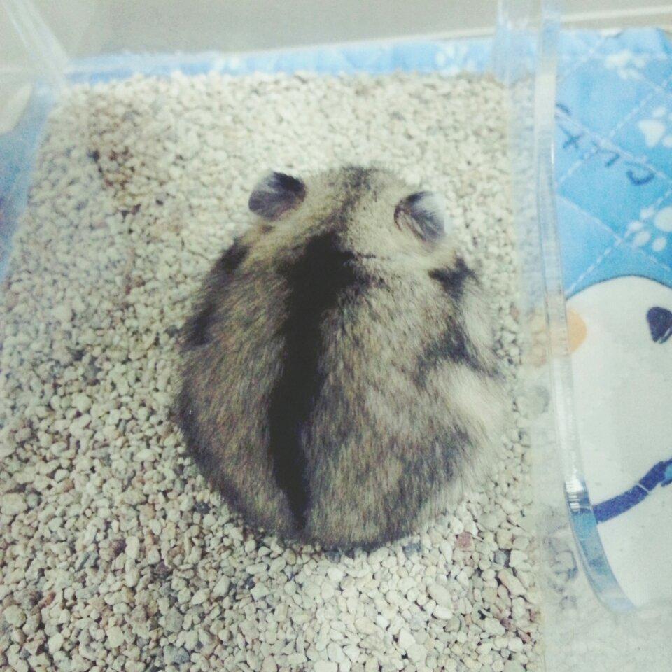 zzi_zinho's profile picture. 쥐 한명과 여대생 두마리