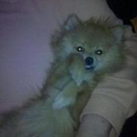 yipperbear (@yipperbear) 's Twitter Profile