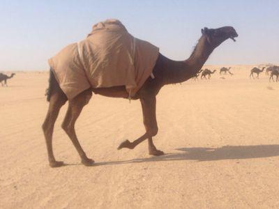 Gvddd4747Gvddd's profile picture. 0533848880