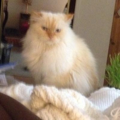 HeatherMarie135's profile picture. Actor, Singer, Humanitarian, Writer and most importantly... a human being striving for a better world. Hopefully I have some funny, insightful tweets too : )