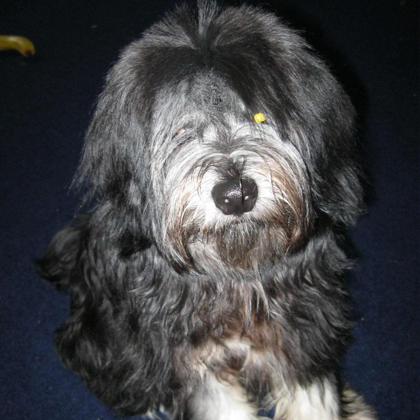 Hi, I am Koko the Tibetan Terrier. I have been so fed up with going to dodgy groomers that I have made my pet humans open a business to make me look beautiful!