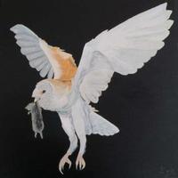 Market Owl(@MarketOwls) 's Twitter Profile Photo