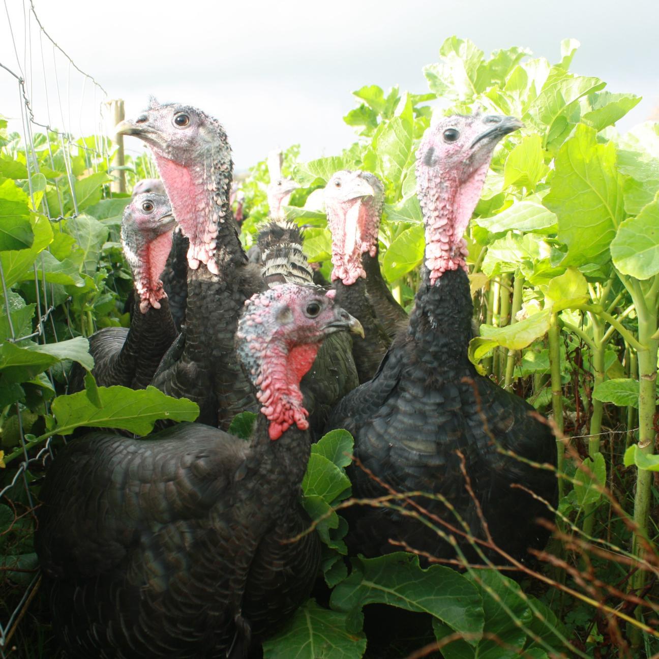 Bronze/Free Range/Oven-Ready, Now raising our bronze turkeys for Christmas '14, View our video from '13 here: https://t.co/CkAgf02aWU