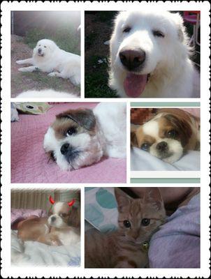 Pyreneeslove's profile picture. 내가 할 수있는것은..그저 내 여섯마리 애들 보살피는것과 그저..내주변의 길위 배고픈 아이들에게 깨끗한사료와 물 한그릇뿐..