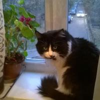 светлана (@sd6k2kv87) 's Twitter Profile