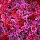 Pam Hulse - @hulse_pam - Twitter