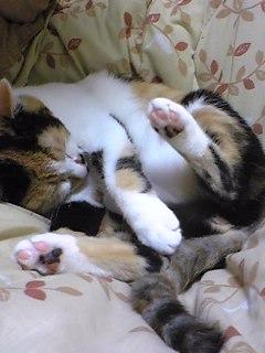 madcatmk4 Profile Picture