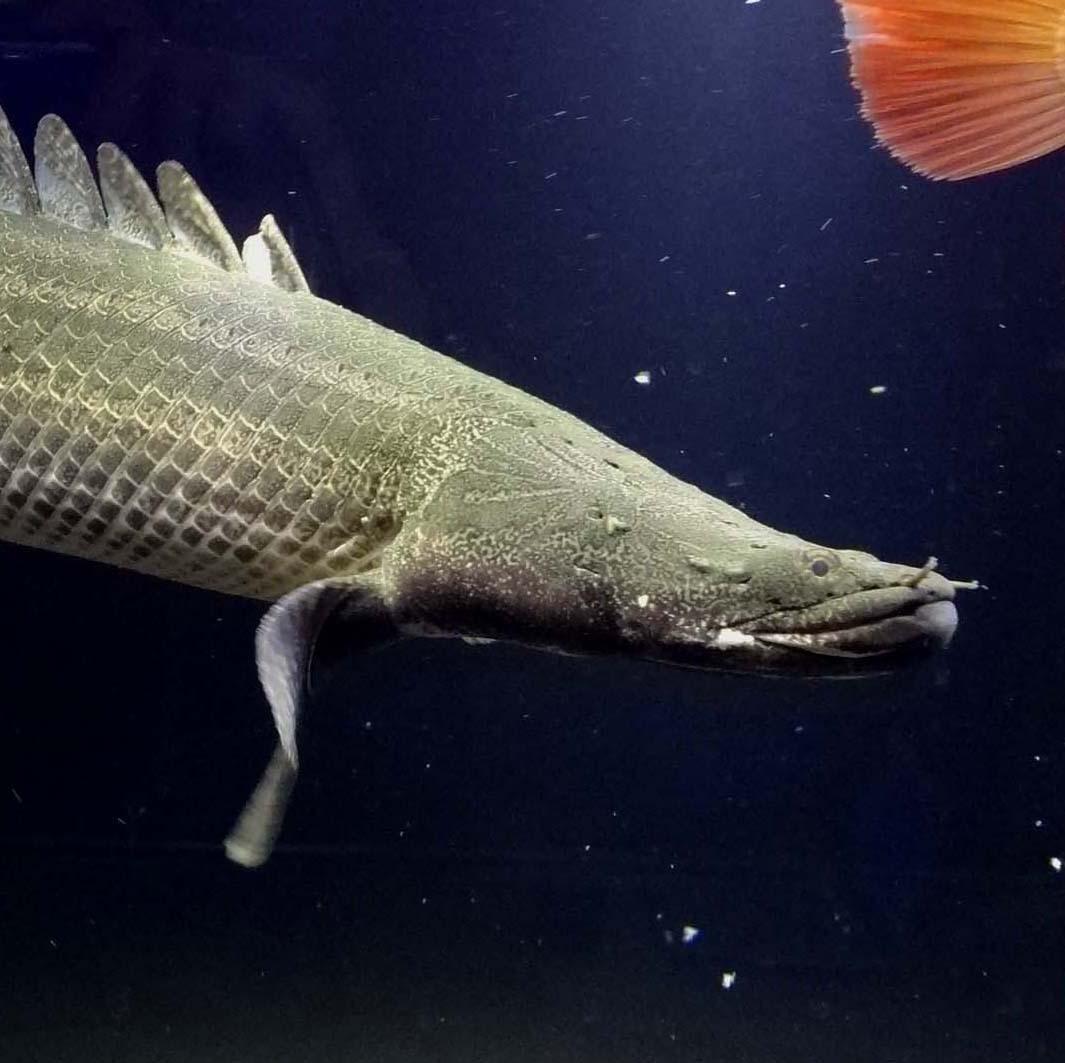 Jinn エンドリケリーこそ間違いなく過去に一番のめり込んだ魚 今でも良いエンドリを探す旅は終わっていない ナイル川 産とコモエ川産のエンドリがほしい Jinn エンドリケリーこそ間違いなく過去に一番のめり込んだ魚 今でも良いエンドリを探す旅は終わっていない ナイル川 産とコモエ川産のエンドリがほしい