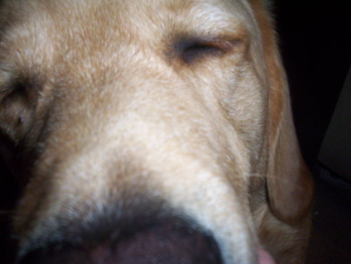i am a lazy dog, who has a steady job & a good family