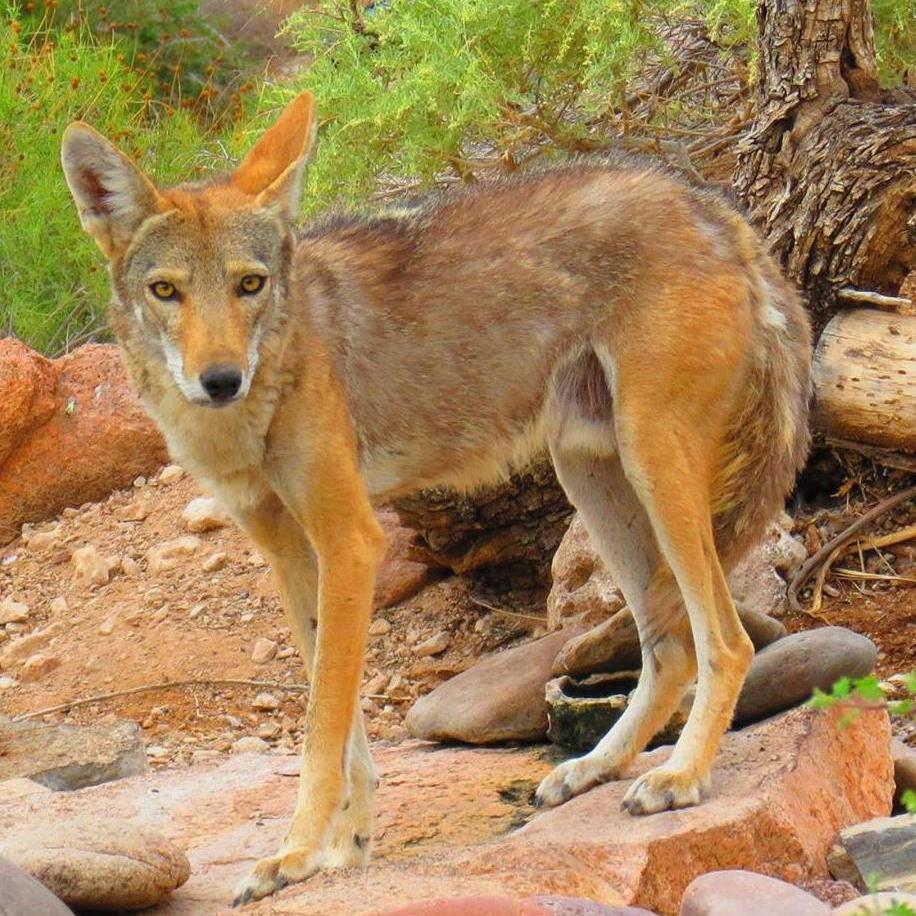 Franklin Mountains SP includes almost 27,000 acres of wilderness & offers excellent opportunities to camp, hike, bike, bird watch, paraglide, rock climb & more!