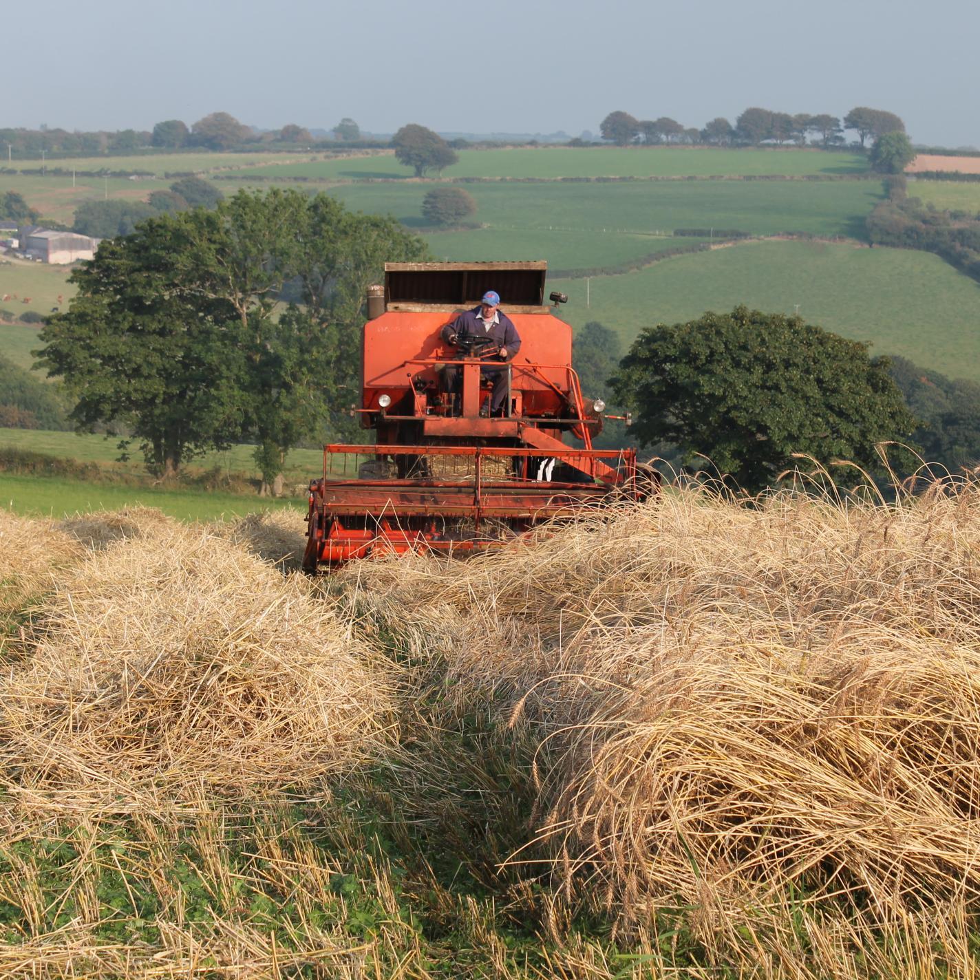 A community of growers, millers, bakers, maltsters, brewers, thatchers and friends committed to using and promoting Welsh grain