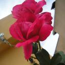 Barbara Mulas - @MulasB73 - Twitter