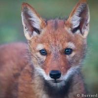 Canis Simensis (@ethiopianwolves) 's Twitter Profile