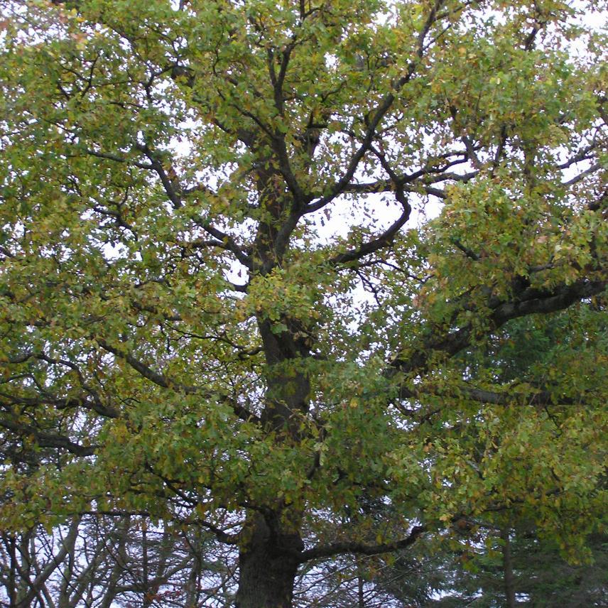 THAPBI's profile picture. Tree Health and Plant Biosecurity Initiative