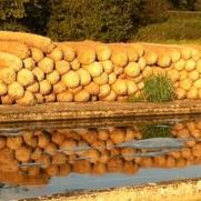 Bioengineering products including coir rolls & marginal aquatic plants