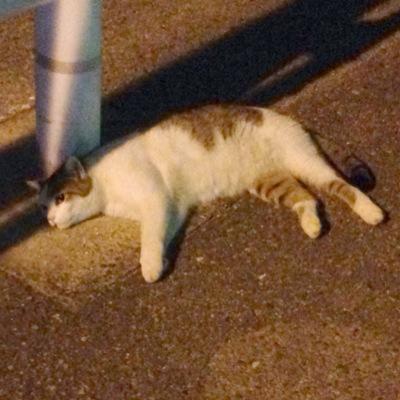 ポミ