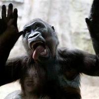 どうぶつたちの面白い生態bot (@misikojlo) Twitter profile photo