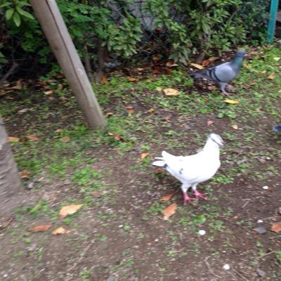 た