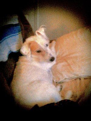 BiggBoyJoey's profile picture. I'm a cute 7-yo rough & tumble, hyper, fun-lovin, Parson Russell Terrier.  My favorite things are snacks, running,  jumping, swimming,  tormenting Lucy :-)