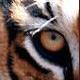 80sTiger Profile Picture