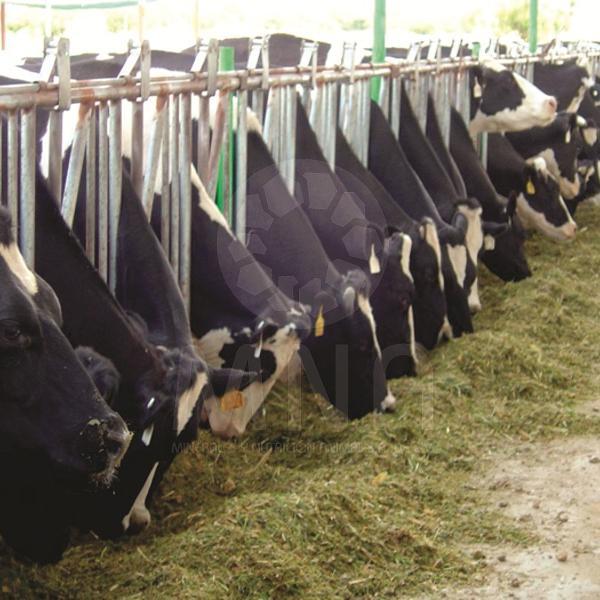 asesoriavet's profile picture. Medico veterinario ,cargos gerenciales, asesor en produccion, reproduccion de bovino, manejo, nutricion