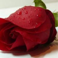 خواطر.. ايجابية..🌹 (@haneen4u) 's Twitter Profile
