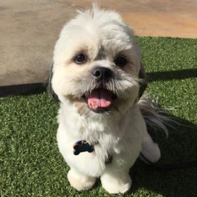 TuckersDogZone's profile picture. Shih Tzu/Lhasa Apso rescue pup.