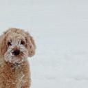 Sue Cornish - @sueythepooey - Twitter