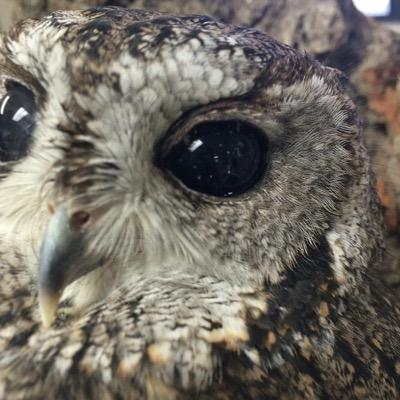 This is Zeus and He is a blind western screech owl. Rescued and now living at the Wildlife Learning Center in Sylmar, CA.