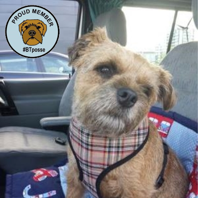 I'm Jock! My owner @SeanBattySTV entered me into the Scottish Kennel Club Championship Show to raise funds for @STVAppeal. I have a wee sister called Miss Rosie