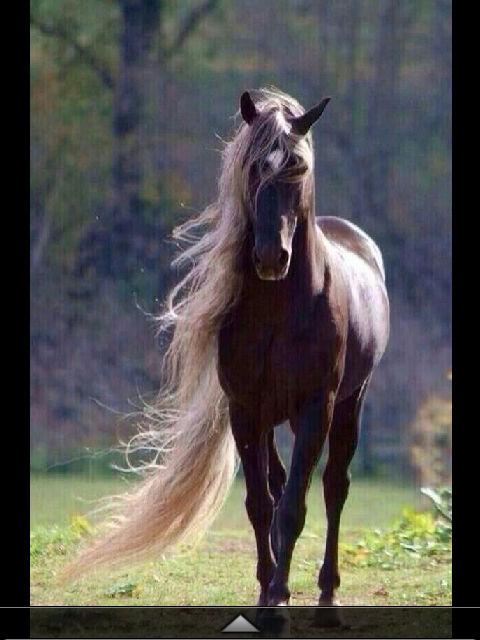 احب الخيل والشعر والطبخ‘ وبس ♥