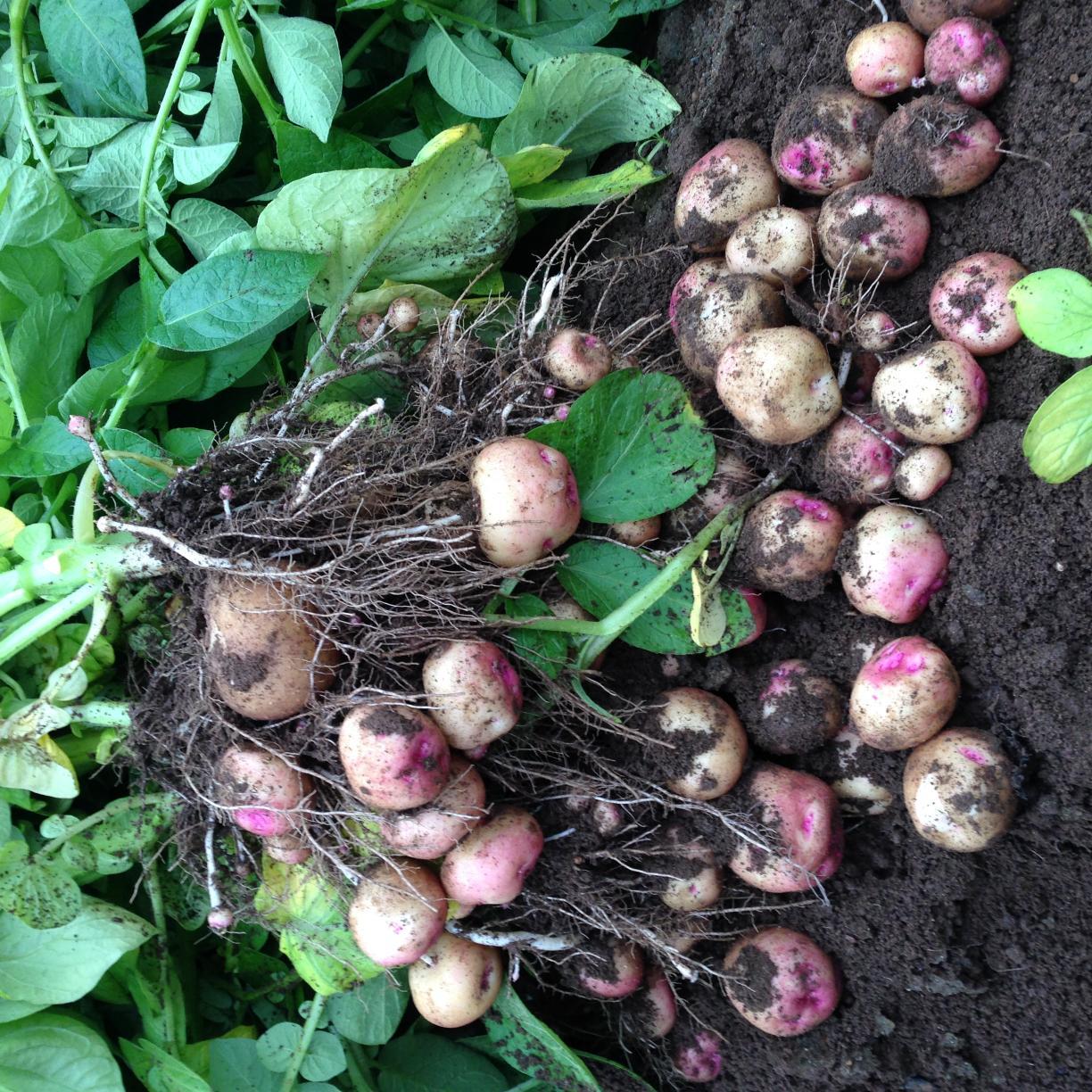 spudman221's profile picture. 