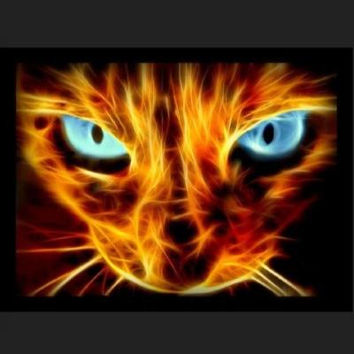 following everyone for fun