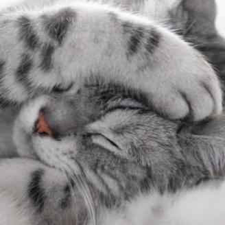 動物の癒される画像や動画をまとめてます♪
かわいい猫や犬だけでなくなんでも癒されるものならはっていきますね！