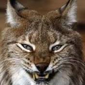 The lynx is considered by some American Indian traditions as a keeper of secrets. It often symbolizes the unraveling of hidden truths.