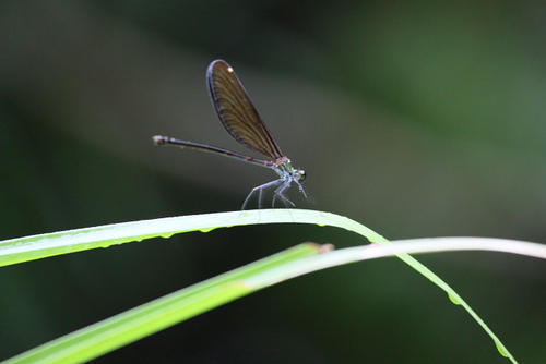 MikataJapan's profile picture. 大人な振りして生きてるけど、中身は子供・・成長しない自分に日々憤りを感じつつ、反省を繰り返す。いつか大人になれるかなあ・・。