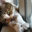 JanHello - @HelloJanLamb - Twitter