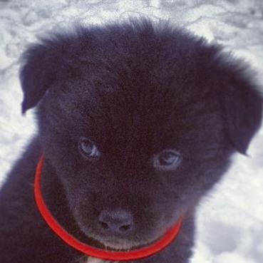 RyanDeshantz's profile picture. 