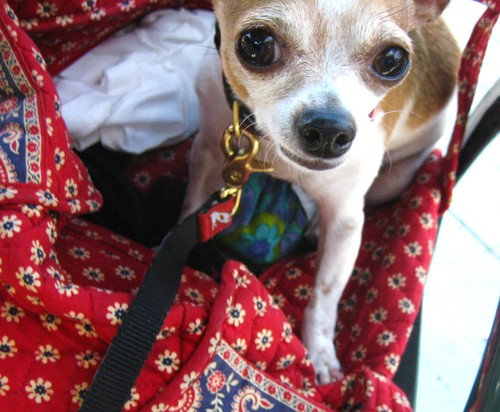 Littles's profile picture. The 98 year old Chihuahua... guess when I turn 100?