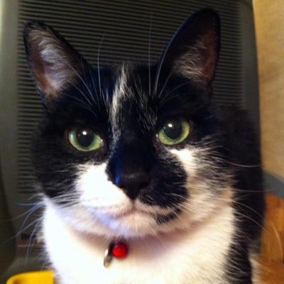 神奈川の動物病院で働く動物看護師 10年目突入  愛玩動物看護師