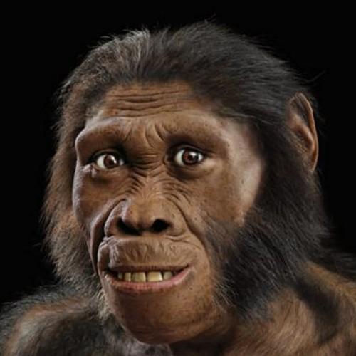 Posting fun and interesting facts about humans and human ancestors both past and present. Feel free to follow my new account @presifacts.