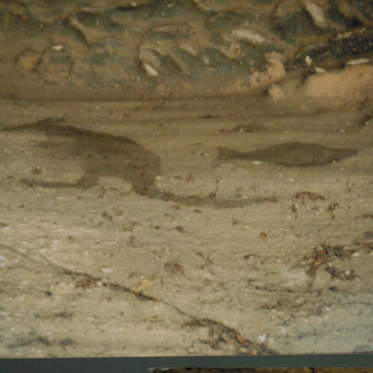 Yarrawalk is an Aboriginal cultural heritage consultancy firm that provides archeological, ecological, cultural heritage and connection services.