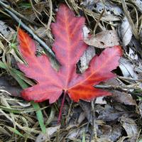 YRDSBGetOut (@yrdsbgetout) 's Twitter Profile