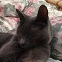 Sue Britton - @Britton26Sue - Twitter