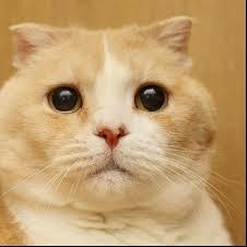 癒される猫画像をつぶやきます☆＃猫 ＃癒し猫